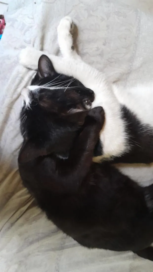Gato raça SRD-ViraLata idade 2 a 6 meses nome  filhotes nao tem nome a femia grande e docinho e a outra é mia  