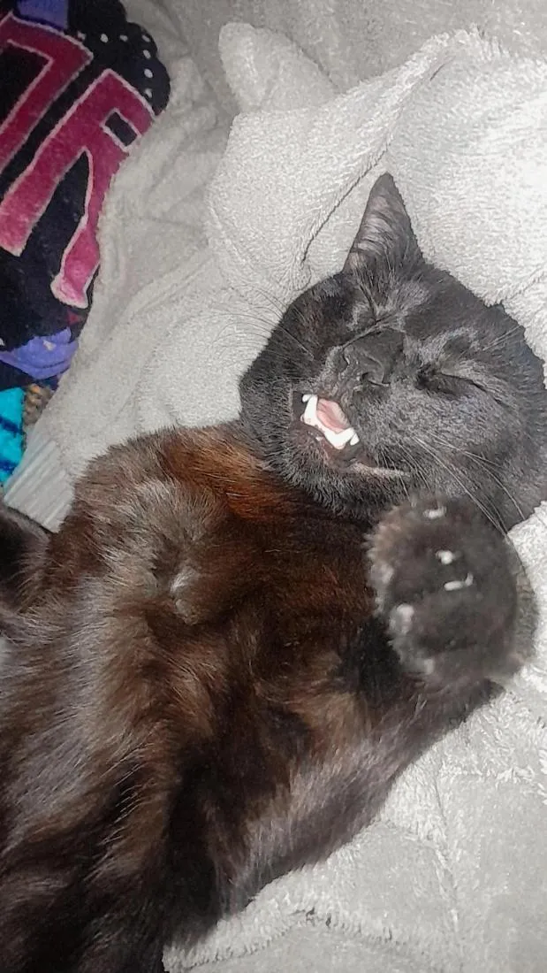 Gato raça SRD-ViraLata idade 2 a 6 meses nome  filhotes nao tem nome a femia grande e docinho e a outra é mia  
