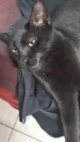 filhotes nao tem nome a femia grande e docinho e a outra é mia  