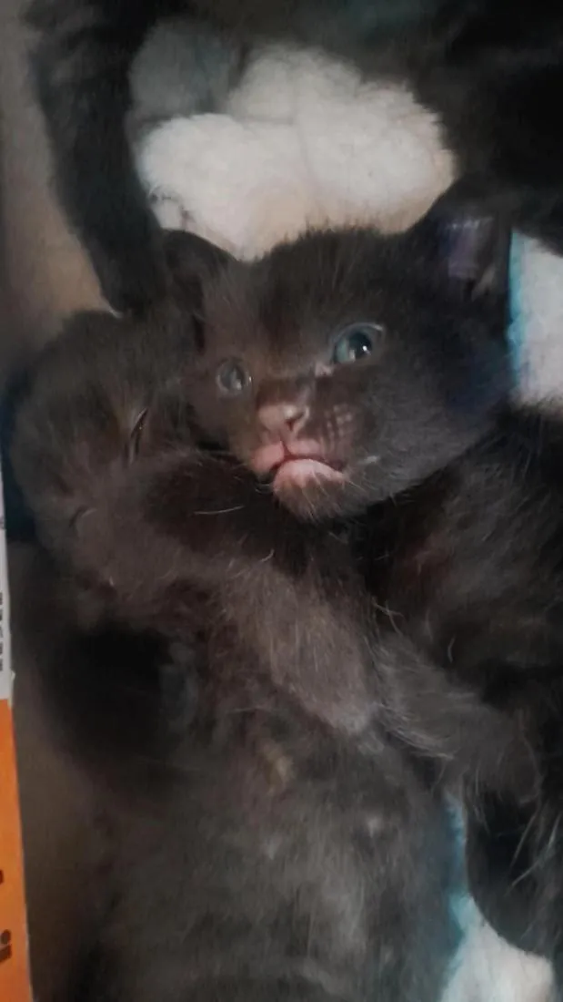 Gato raça SRD-ViraLata idade 2 a 6 meses nome  filhotes nao tem nome a femia grande e docinho e a outra é mia  