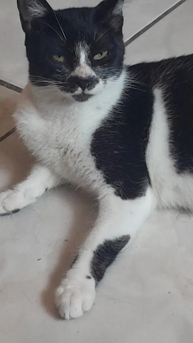 Gato raça SRD-ViraLata idade 2 a 6 meses nome  filhotes nao tem nome a femia grande e docinho e a outra é mia  