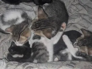 Gato raça SRD-ViraLata idade 2 a 6 meses nome  filhotes nao tem nome a femia grande e docinho e a outra é mia  