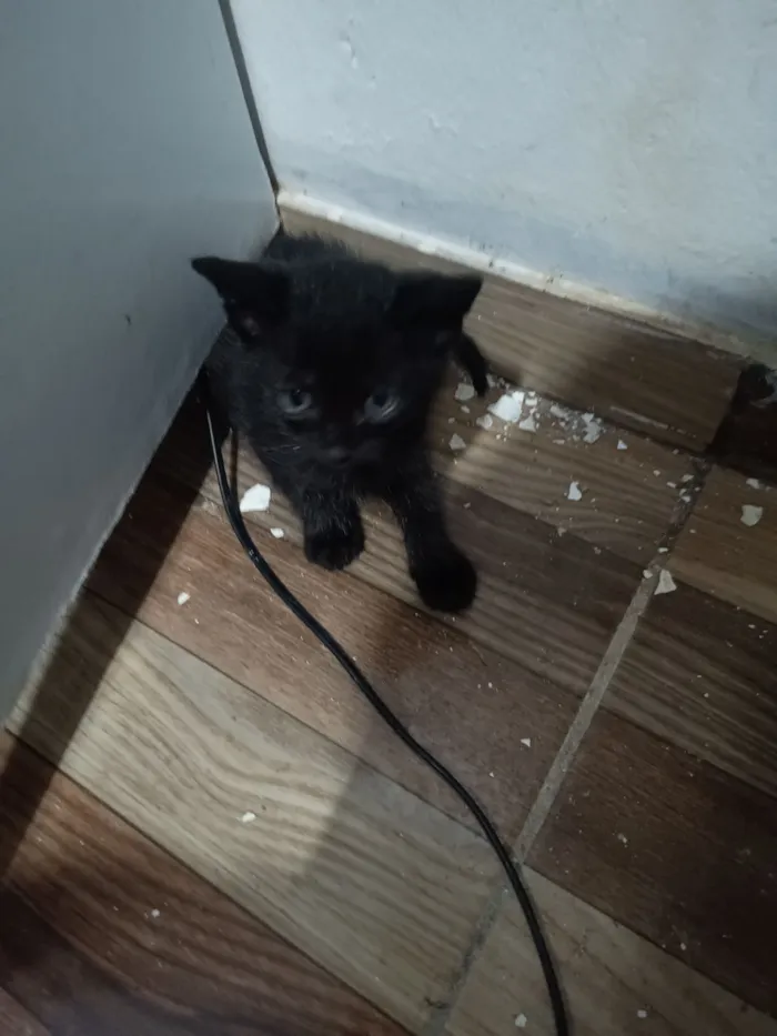Gato raça SRD-ViraLata idade 2 a 6 meses nome André Loss Macieira