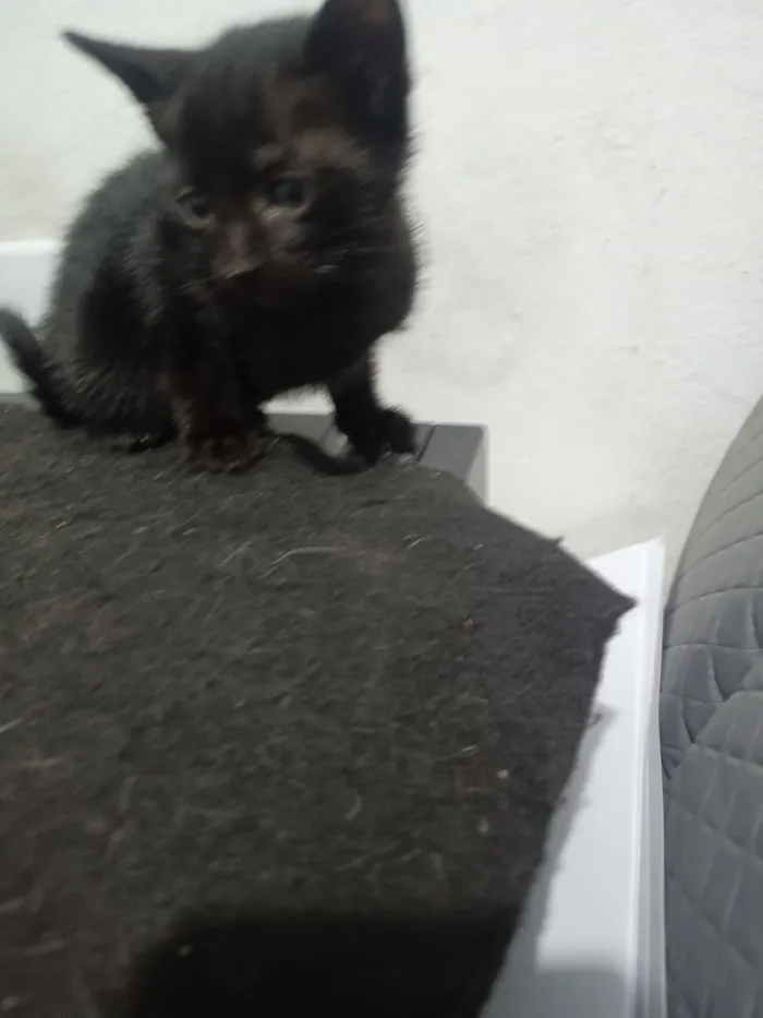 Gato raça SRD-ViraLata idade 2 a 6 meses nome André Loss Macieira