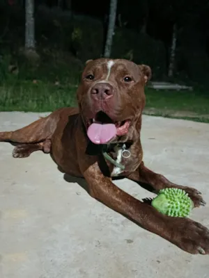 Cachorro raça Pit-Bull idade 2 anos nome Revoada