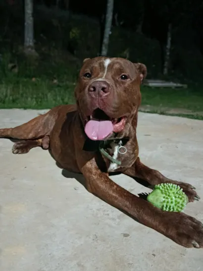 Cachorro raça Pit-Bull idade 2 anos nome Revoada
