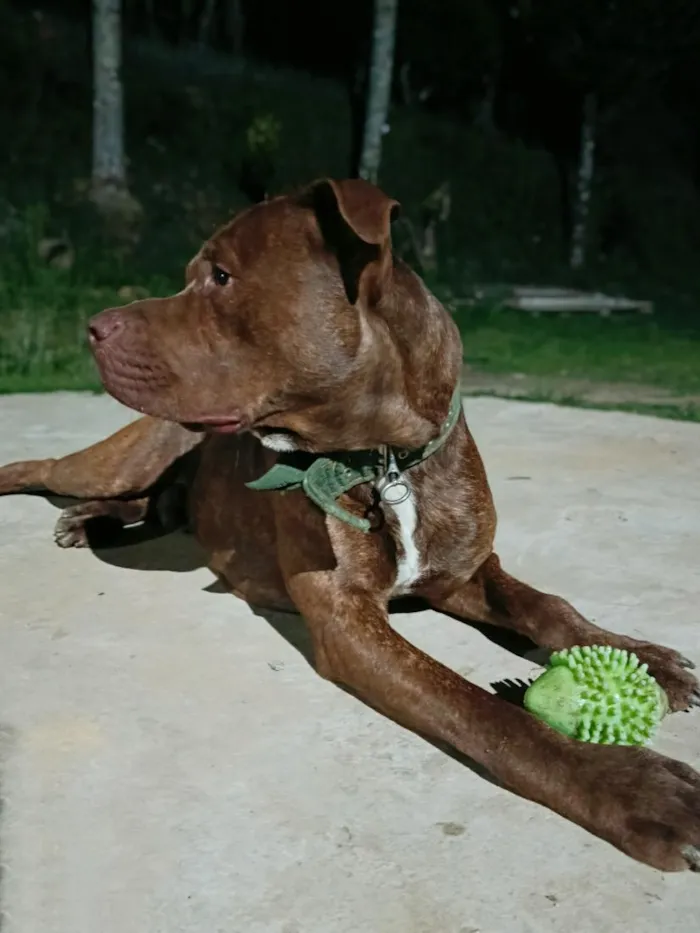 Cachorro raça Pit-Bull idade 2 anos nome Revoada