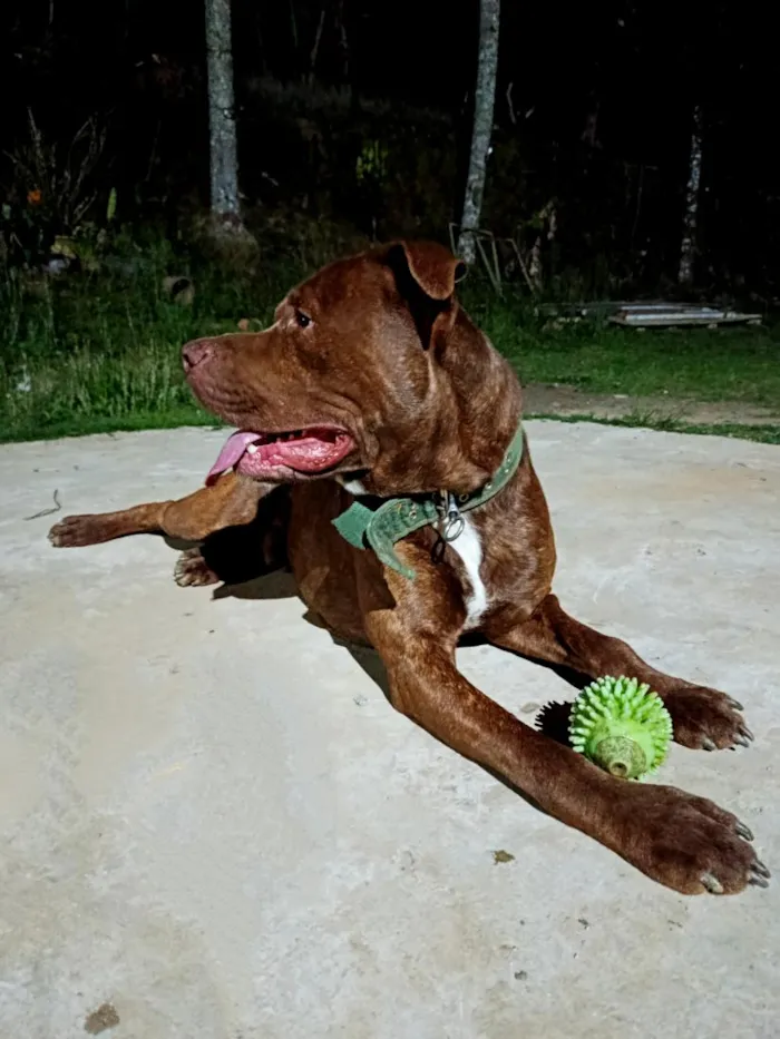 Cachorro raça Pit-Bull idade 2 anos nome Revoada