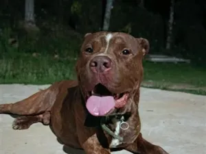 Cachorro raça Pit-Bull idade 2 anos nome Revoada
