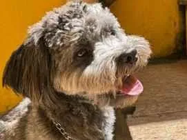 Cachorro raça SRD-ViraLata idade 1 ano nome Theo