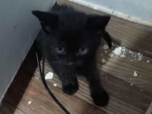 Gato raça SRD-ViraLata idade 2 a 6 meses nome André Loss Macieira