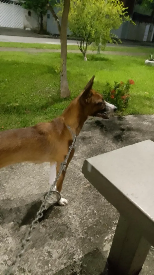 Cachorro raça SRD-ViraLata idade 7 a 11 meses nome Julie