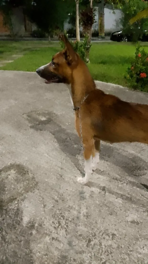 Cachorro raça SRD-ViraLata idade 7 a 11 meses nome Julie