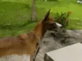 Julie