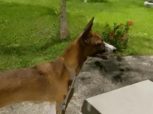 Cachorro raça SRD-ViraLata idade 7 a 11 meses nome Julie