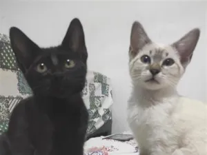 Gato raça SRD-ViraLata idade 2 a 6 meses nome não possuem ainda 
