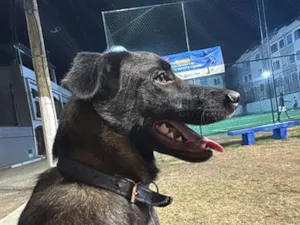 Cachorro raça Labrador idade 7 a 11 meses nome Pingo