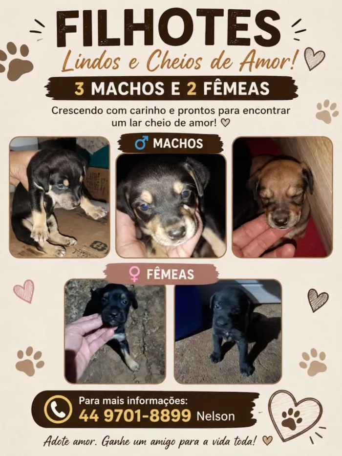 Cachorro raça SRD-ViraLata idade Abaixo de 2 meses nome ainda não possuem nomes