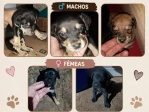 Cachorro raça SRD-ViraLata idade Abaixo de 2 meses nome ainda não possuem nomes