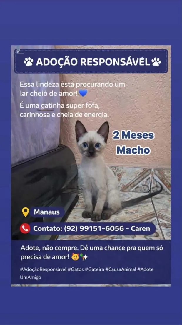 Gato raça Siamês idade 2 a 6 meses nome Cadu