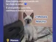 Cadu
