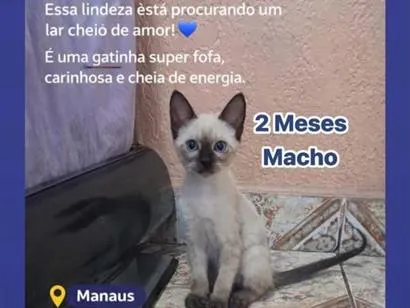 Gato raça Siamês idade 2 a 6 meses nome Cadu