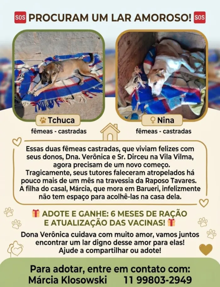 Cachorro raça SRD-ViraLata idade 2 anos nome Tchuca e Nina