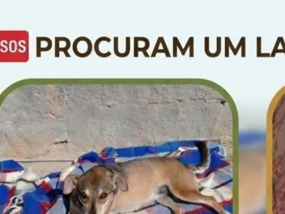 Cachorro raça SRD-ViraLata idade 2 anos nome Tchuca e Nina