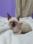 Belinha