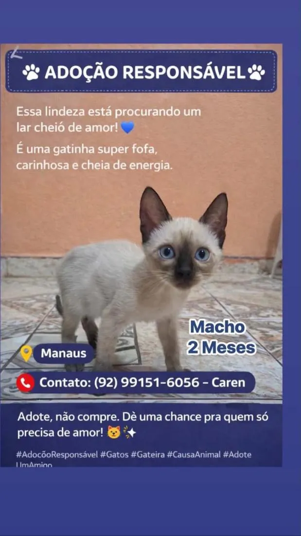 Gato raça Siamês idade 2 a 6 meses nome Zulu