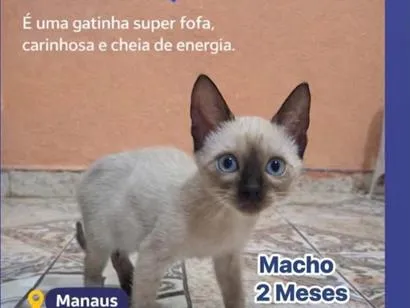 Gato raça Siamês idade 2 a 6 meses nome Zulu