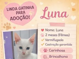 Gato raça SRD-ViraLata idade 2 a 6 meses nome Luna