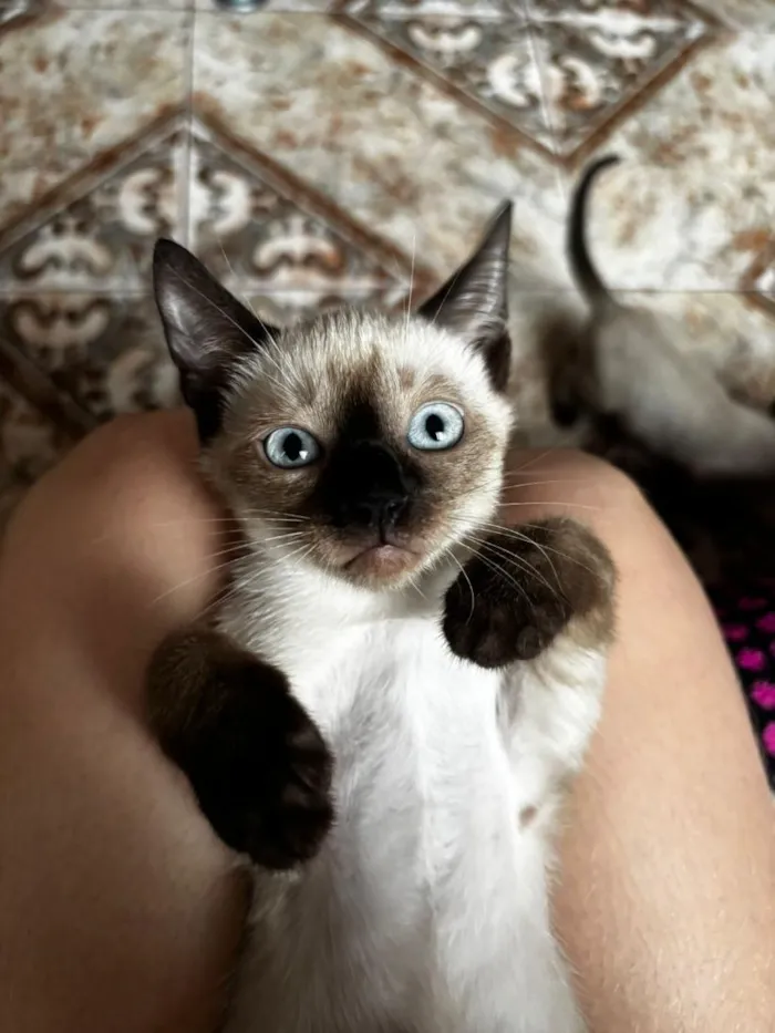 Gato raça Siamês idade 2 a 6 meses nome Cissa