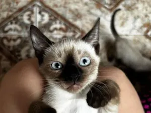 Gato raça Siamês idade 2 a 6 meses nome Cissa
