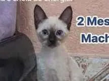 Gato raça Siamês idade 2 a 6 meses nome Cadu