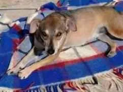 Cachorro raça SRD-ViraLata idade 2 anos nome Tchuca e Nina