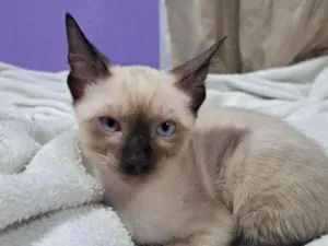 Gato raça Siamês idade 2 a 6 meses nome Belinha