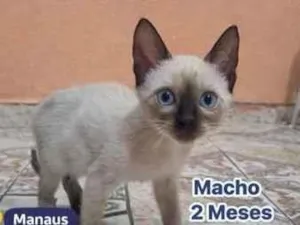 Gato raça Siamês idade 2 a 6 meses nome Zulu