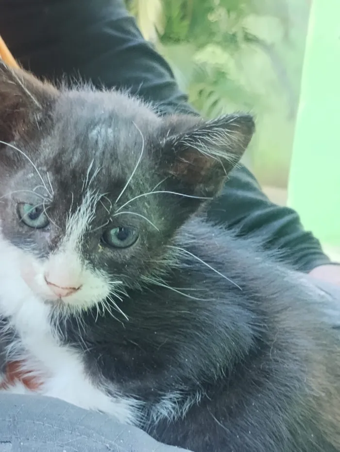 Gato raça SRD-ViraLata idade Abaixo de 2 meses nome Não tem 