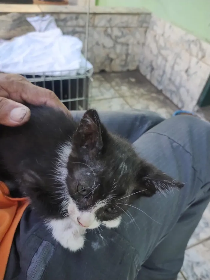 Gato raça SRD-ViraLata idade Abaixo de 2 meses nome Não tem 