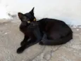 Choquito