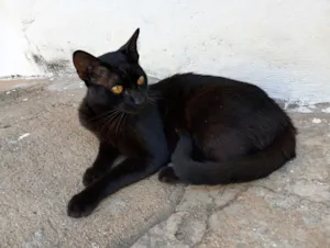 Gato raça SRD-ViraLata idade 7 a 11 meses nome Choquito