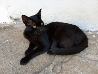 Gato raça SRD-ViraLata idade 7 a 11 meses nome Choquito