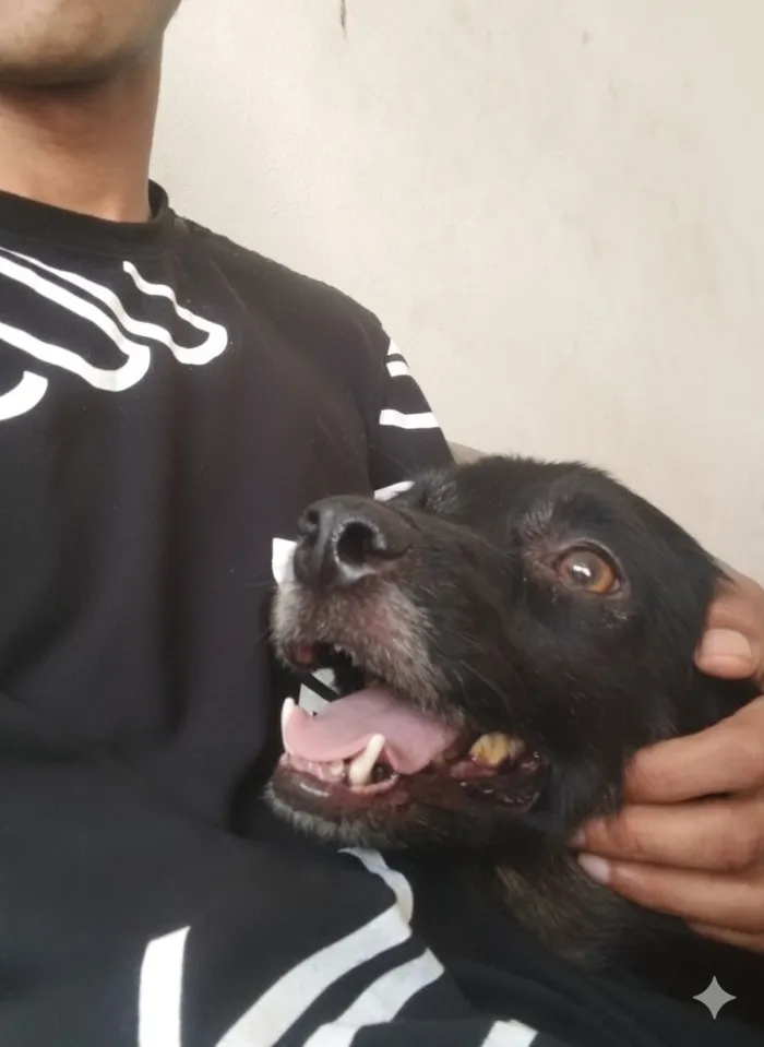 Cachorro raça SRD-ViraLata idade 6 ou mais anos nome Pérola 