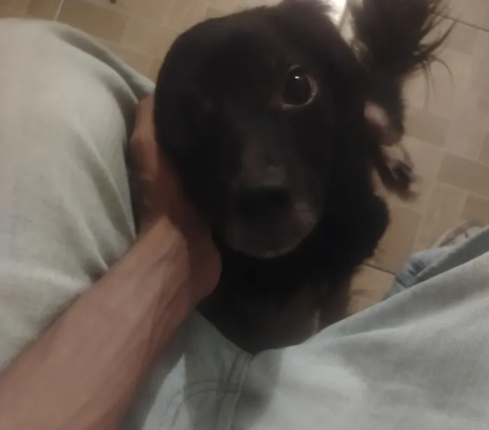 Cachorro raça SRD-ViraLata idade 6 ou mais anos nome Pérola 