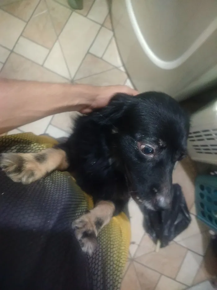 Cachorro raça SRD-ViraLata idade 6 ou mais anos nome Pérola 