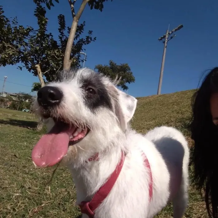 Cachorro raça SRD-ViraLata idade 4 anos nome Zuma