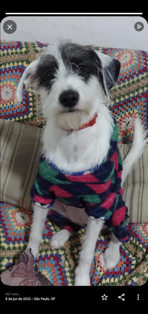 Cachorro raça SRD-ViraLata idade 4 anos nome Zuma