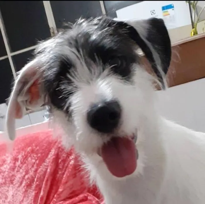 Cachorro raça SRD-ViraLata idade 4 anos nome Zuma