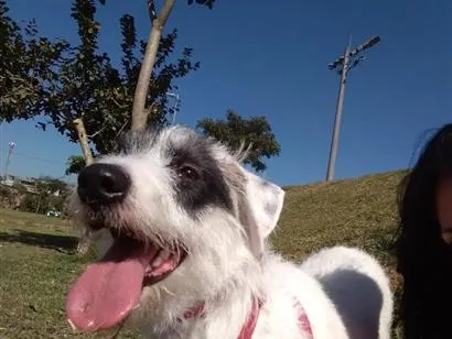 Cachorro raça SRD-ViraLata idade 4 anos nome Zuma